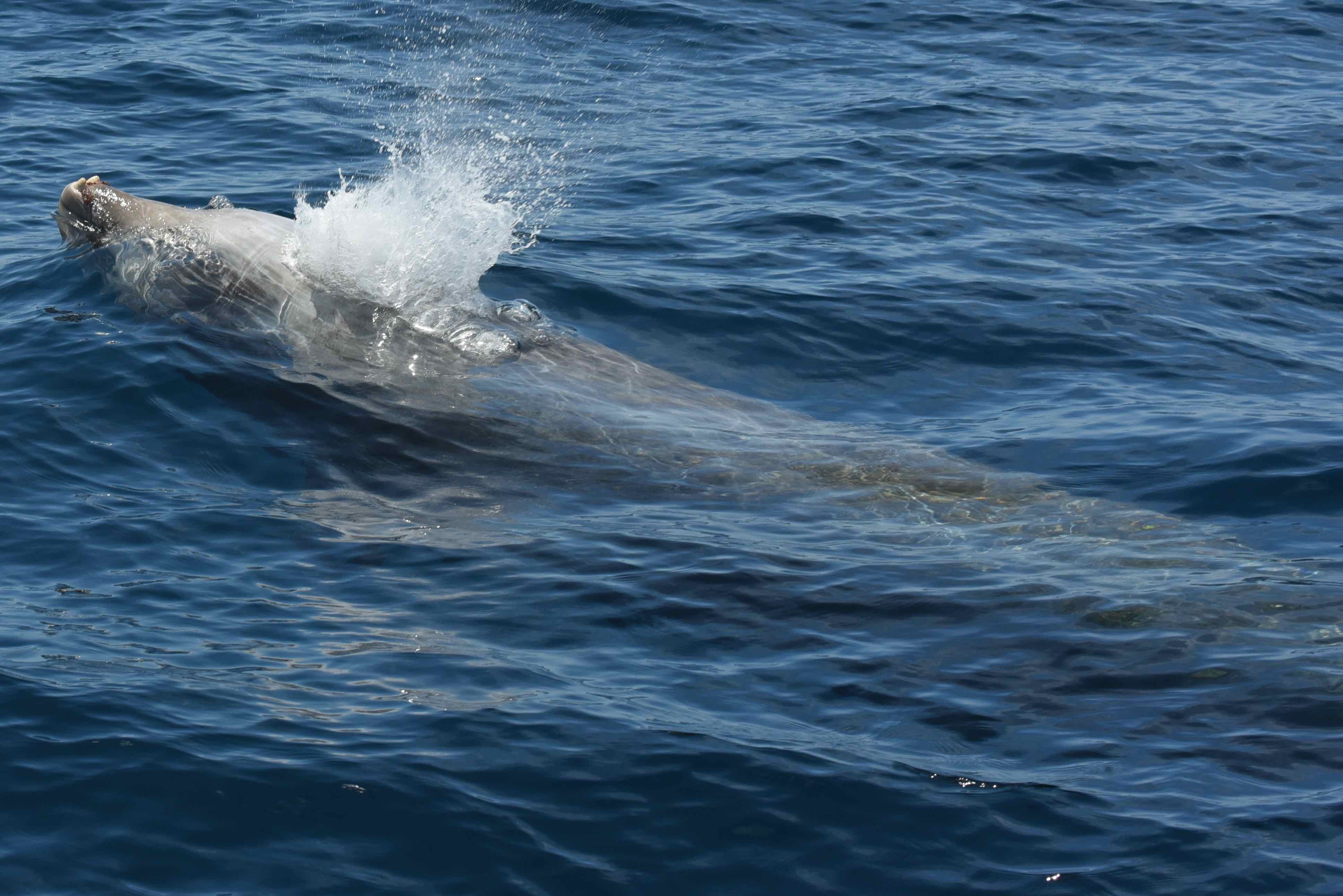 Image slide of Adult male Cuvier’s beaked whale surfacing off Cape Hatteras. Note the tusks at the tip of the lower jaw. Photo by Dr. Will Cioffi.