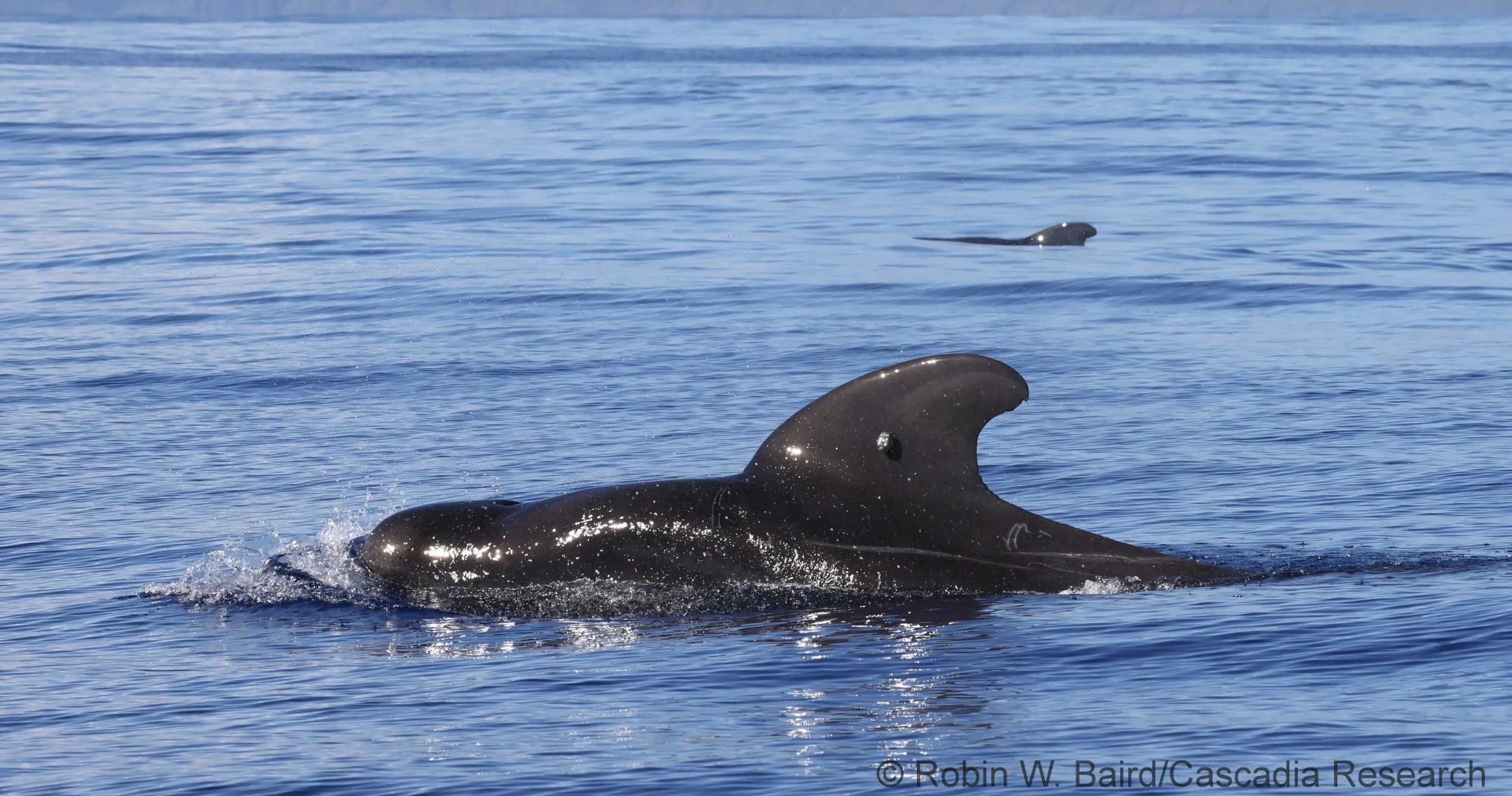 Image slide of Cascadia Pilot Whale