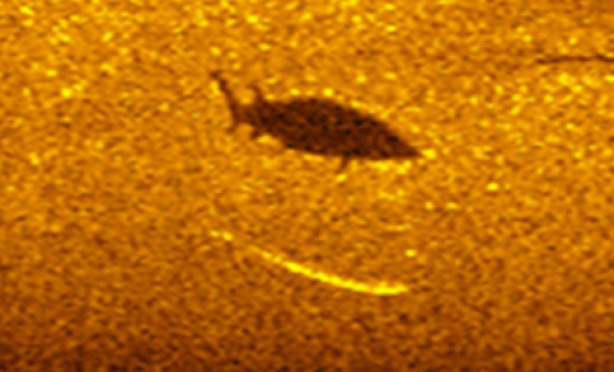 Figure 3. Acoustic image of a large sturgeon (>1.5m)