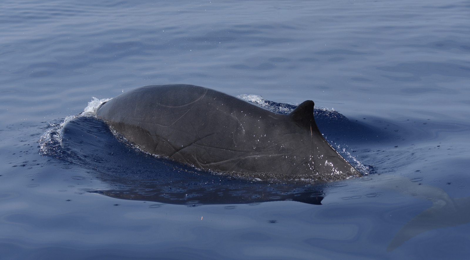 Image slide of A heavily scarred male Gervais&rsquo; beaked whale. The distinctive dorsal stripes are visible. Photo by Andy Read.
