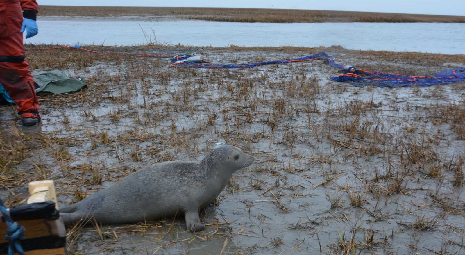 Image slide of This seal is ready to transmit! All four animals tagged today were transmitting locations.  NMFS-NEFSC Permit No. 17670-04. Photo credit - Deanna Rees, NAVFAC Atlantic