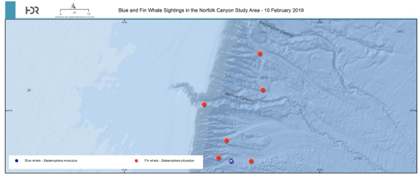 FinBlue_sightings_10Feb2019_sm.jpg