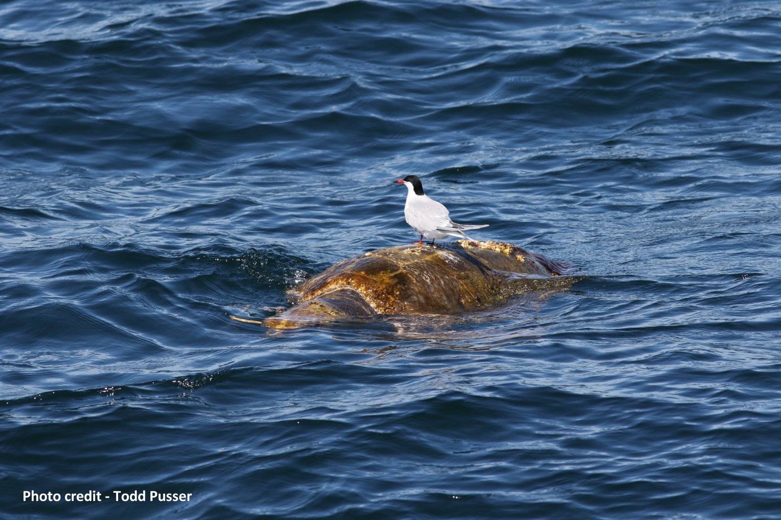Image slide of Loggerhead sea turtle and a tern