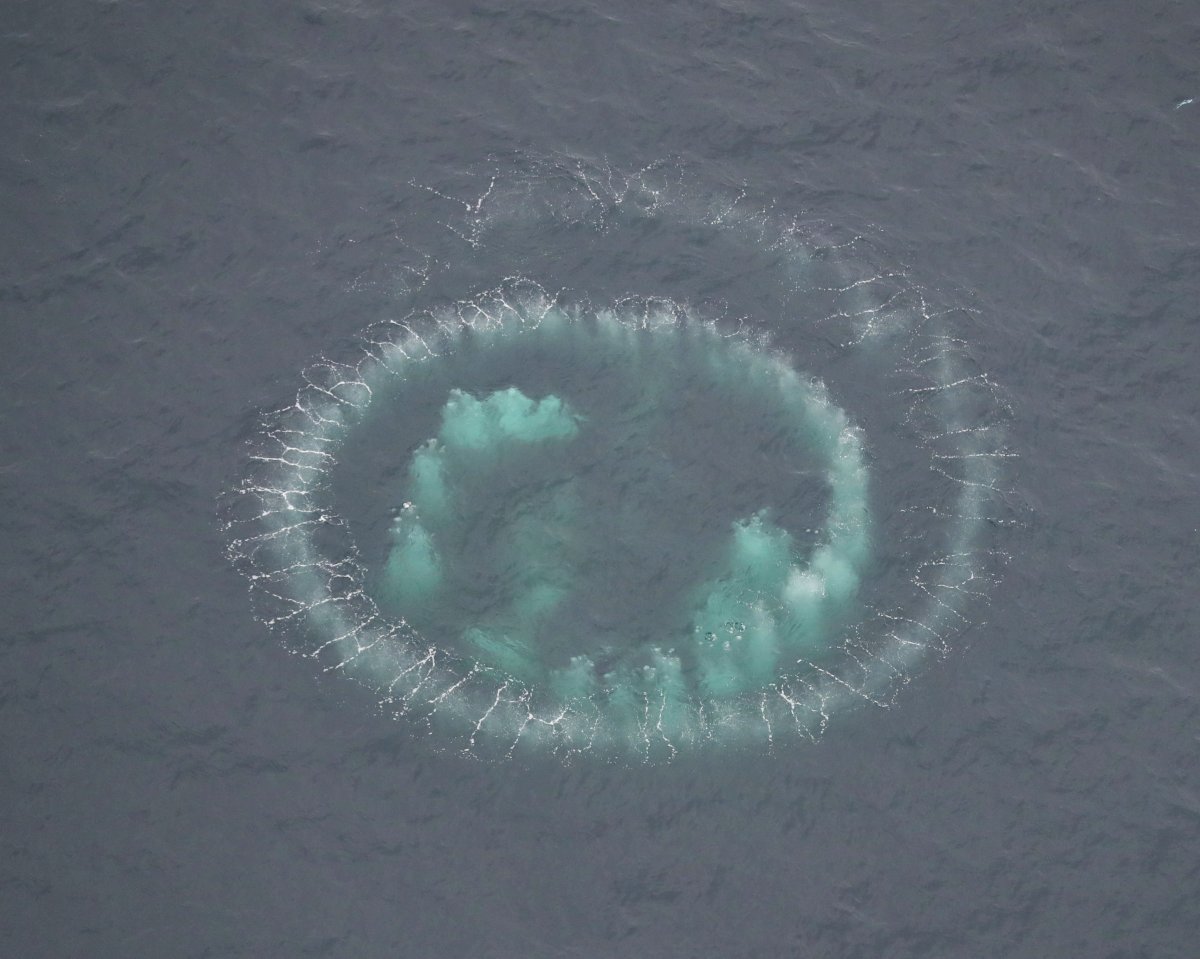 Image slide of Humpback whales bubble net feeding.
