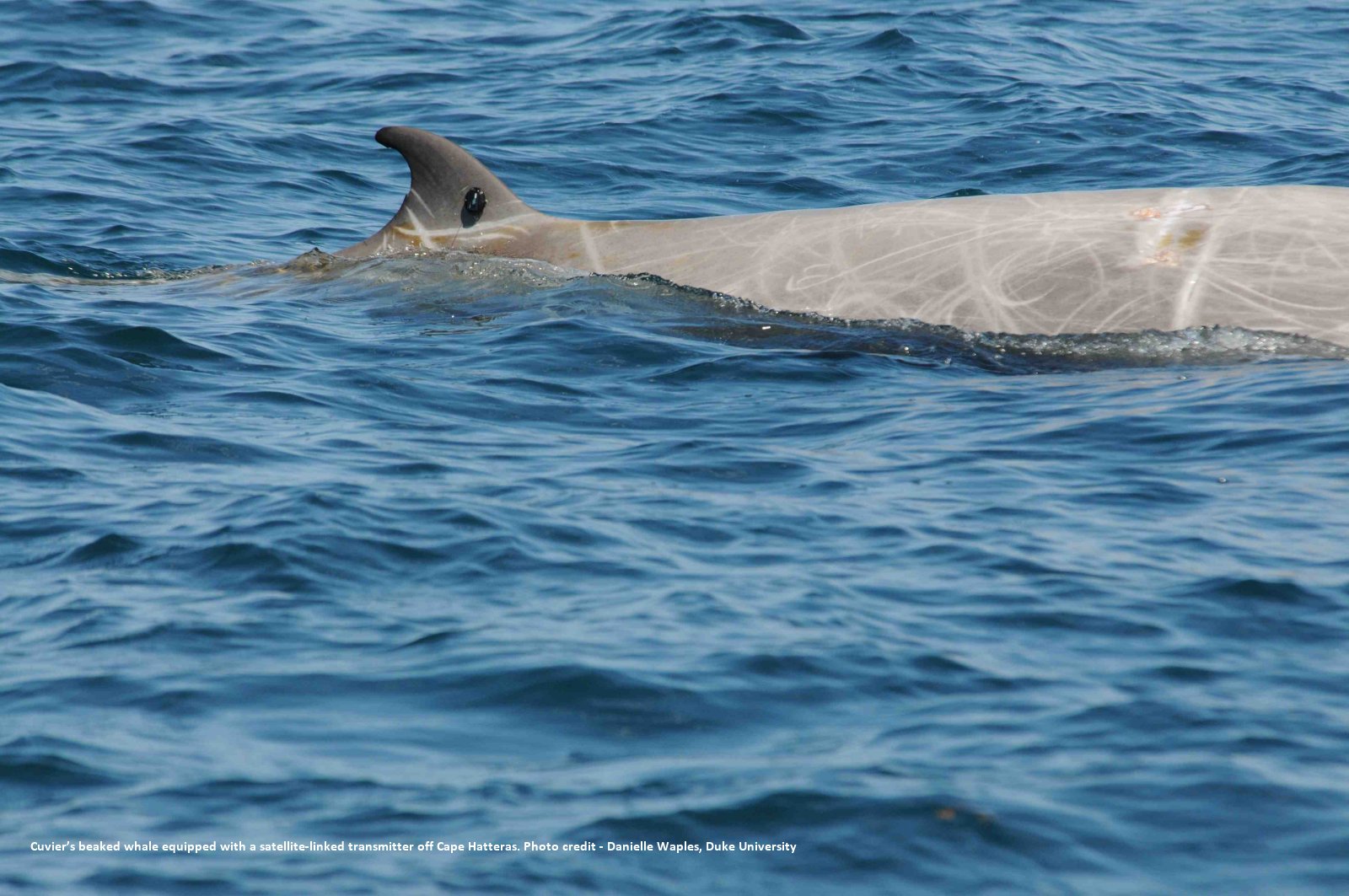 Image slide of Cuvier's beaked whale equipped with a satellite-linked transmitter off Cape hatteras, NC. Photo credit - Danielle Waples, Duke University.