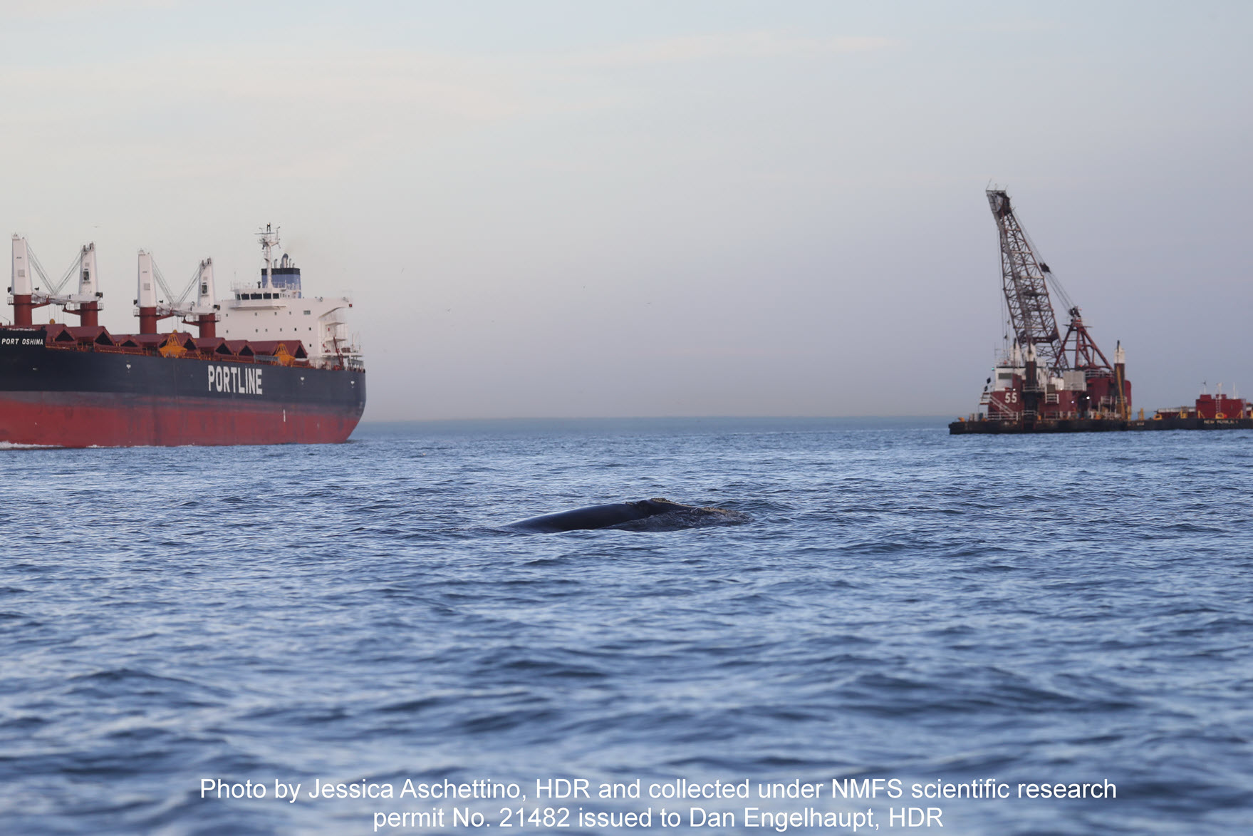 Image slide of North Atlantic right whale near the shipping lane that goes through the Chesapeake Bay Bridge Tunnel, with a ship and barge in view. The preliminary identification of this whale is the 2022calfof2753.