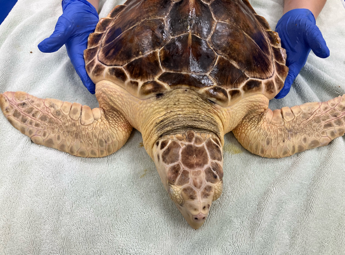 Kemps_loggerhead_hybrid.jpeg