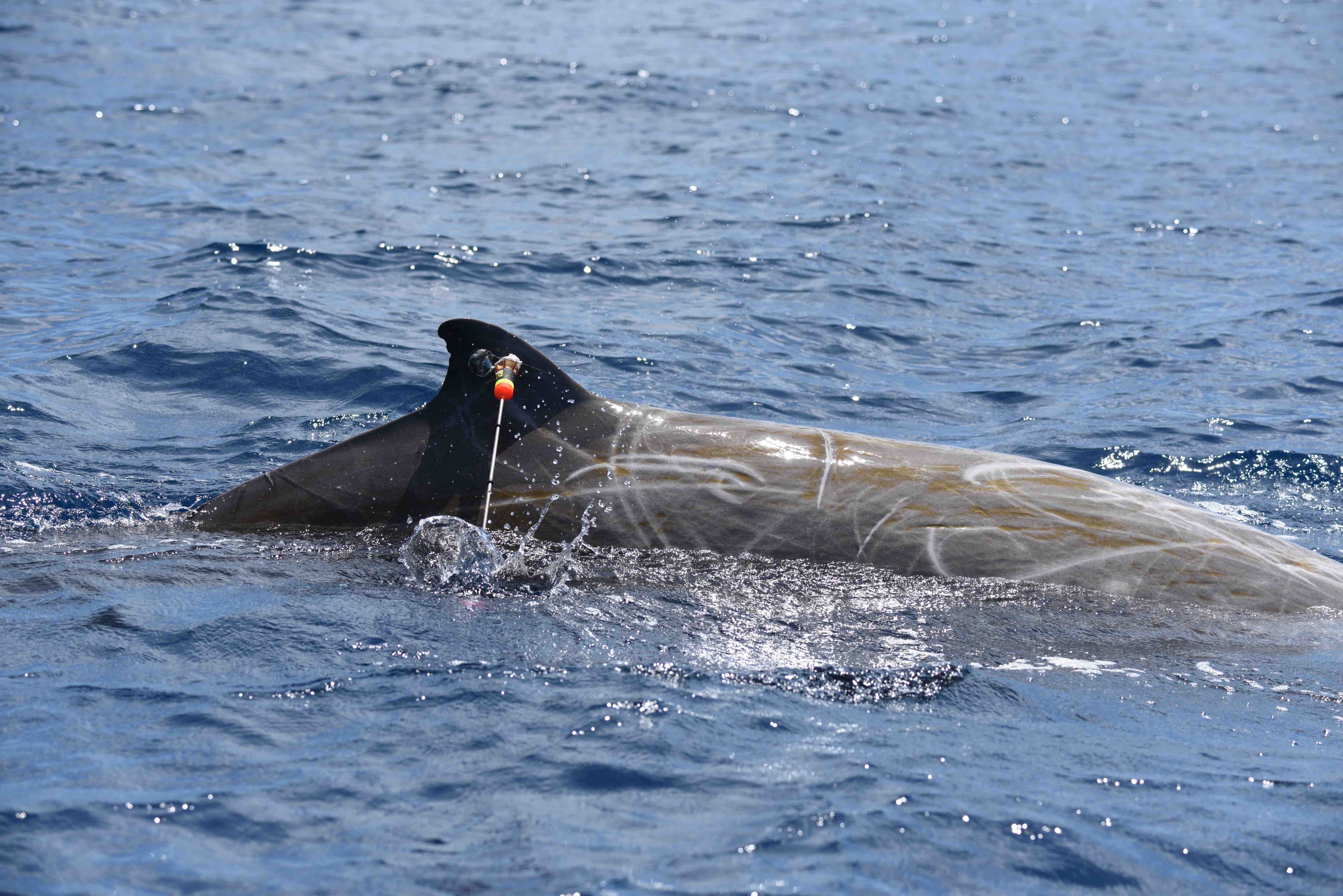 Image slide of Deploying a satellite-linked dive recorder on a Cuvier’s beaked whale off Cape Hatteras. Photo by Dr. Will Cioffi.