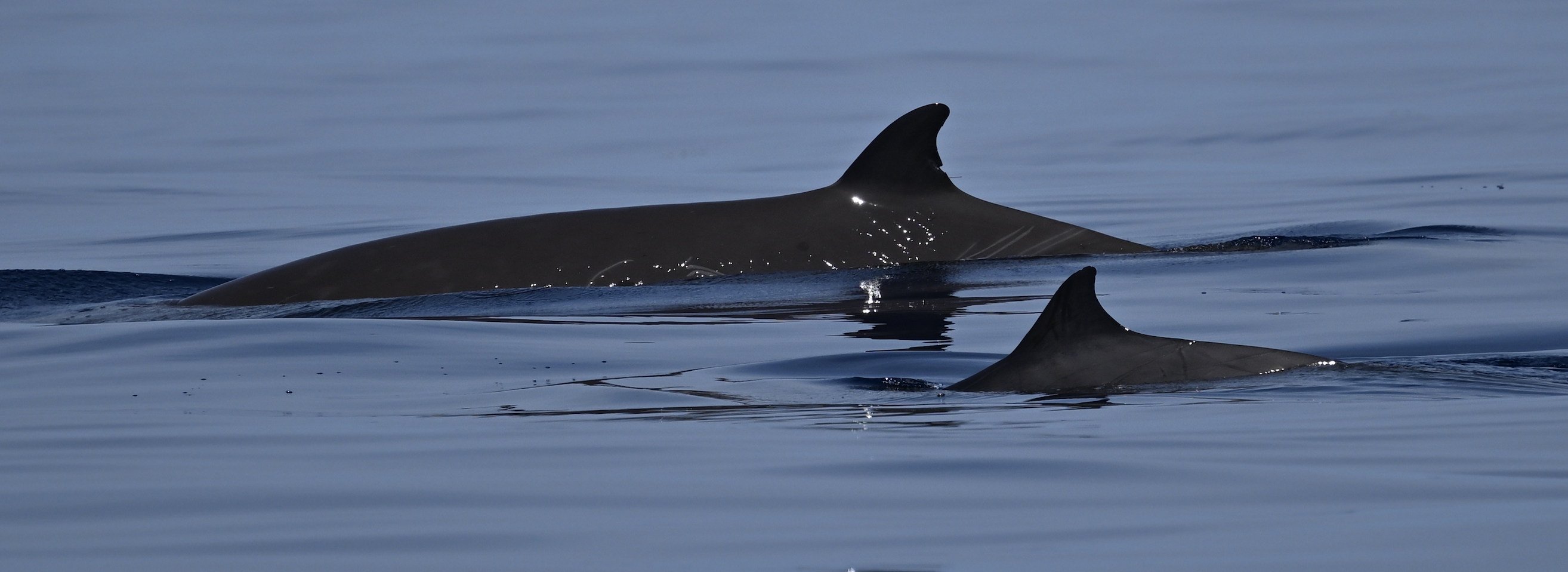 Image slide of Focal goose-beaked whale ZcTag169 in the background with a Gervais&rsquo; beaked whale in the foreground. The antenna from the satellite-linked dive recorder is just visible below the notch on the trailing edge of the dorsal fin of ZcTag169. Photo by Meg Bradley.
