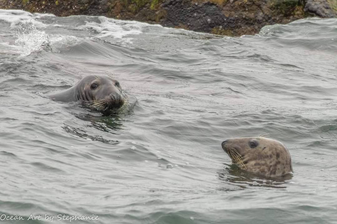 Gray_Seals_CBBT-_stephanie_johnson.jpg