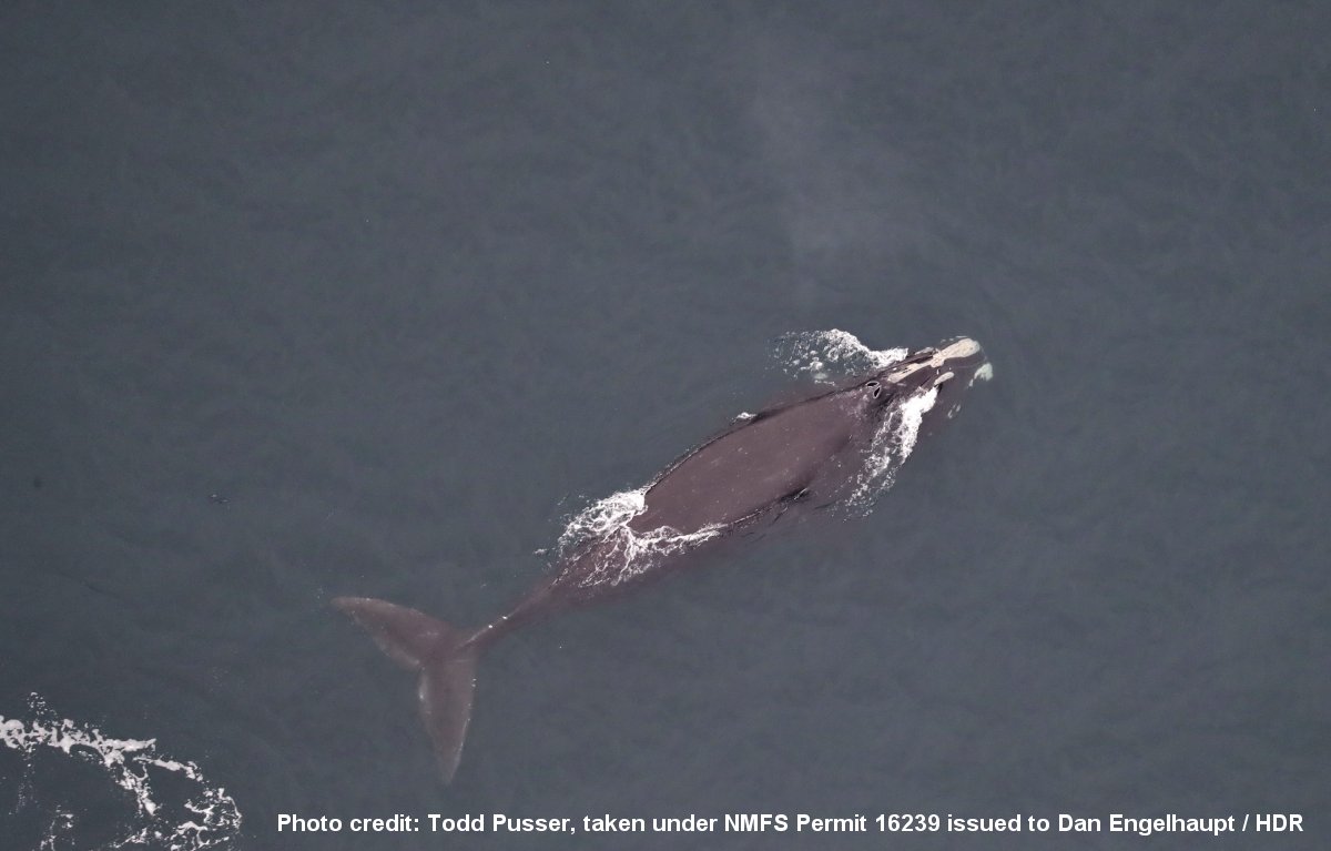 Image slide of Critically endangered North Atlantic right whales observed during an aerial survey on April 9.  Common dolphins were also seen "bow riding" just off the rostrum of the right whales (right photo).