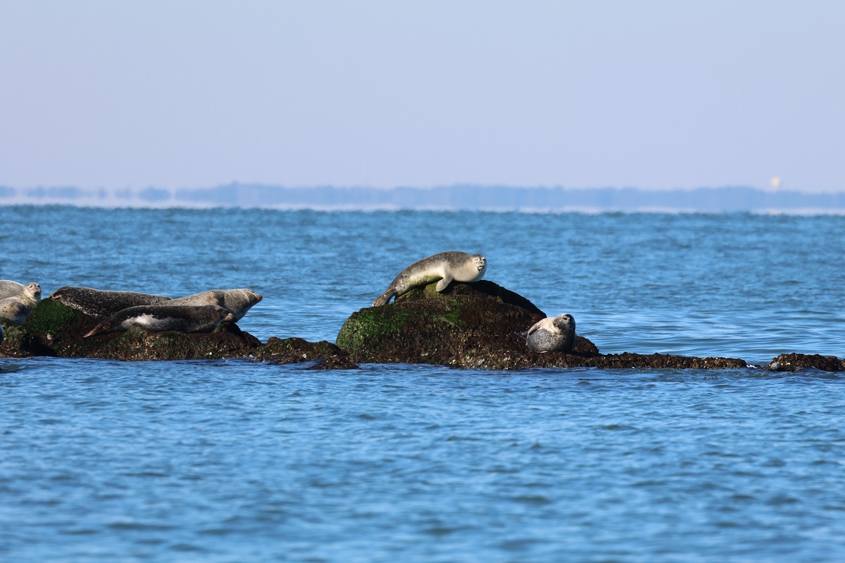 Image slide of Harbor Seals at the Chesapeake Bay Bridge Tunnel in January of 2024.&nbsp;NMFS General Permit # 19826.
