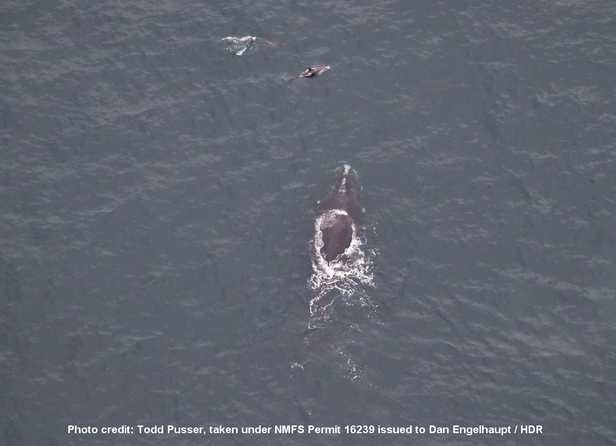 Image slide of Critically endangered North Atlantic right whales observed during an aerial survey on April 9.  Common dolphins were also seen "bow riding" just off the rostrum of the right whales (right photo).