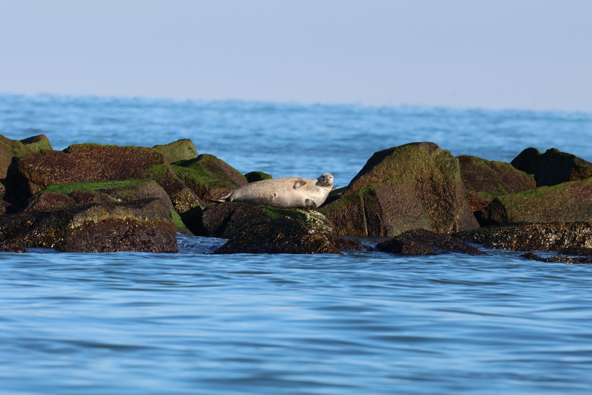 Image slide of Harbor Seals at the Chesapeake Bay Bridge Tunnel in January of 2024.&nbsp;&nbsp;NMFS General Permit # 19826.
