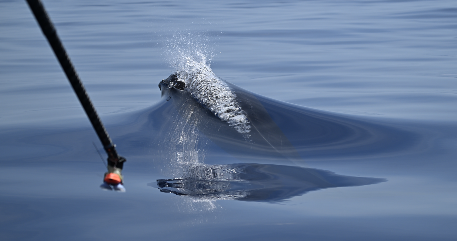Image slide of Attempting to attach a DTag to an adult male Gervais&rsquo; beaked whale. The tag is attached to a carbon fiber pole and is in the left foreground of the image. The erupted tooth (tusk) of the male beaked whale is evident on its left lower jaw as it breaks the surface. Photo by Meg Bradley.
