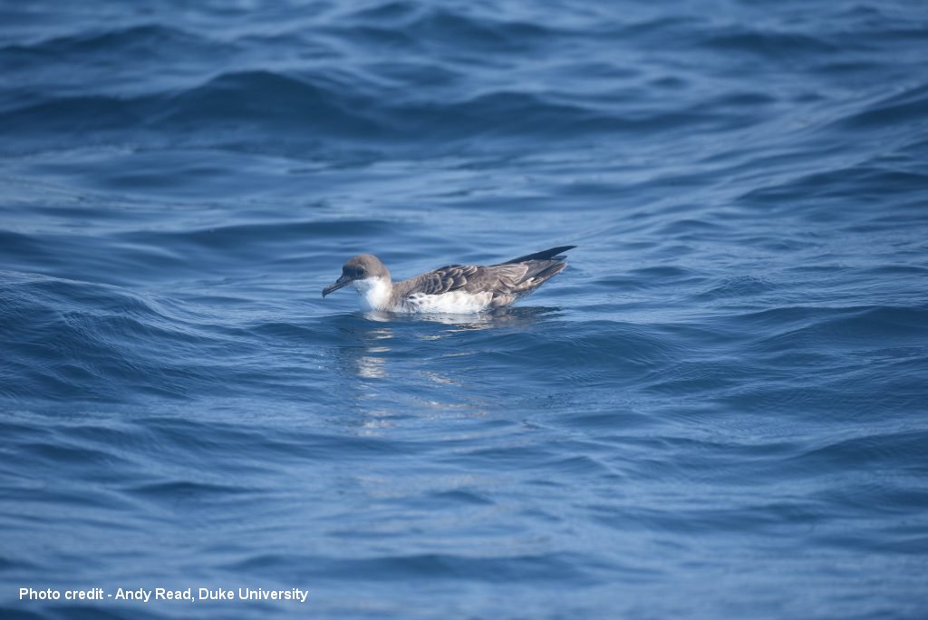 GreatShearwater_AJR_DSC_0633-1024x684.jpg