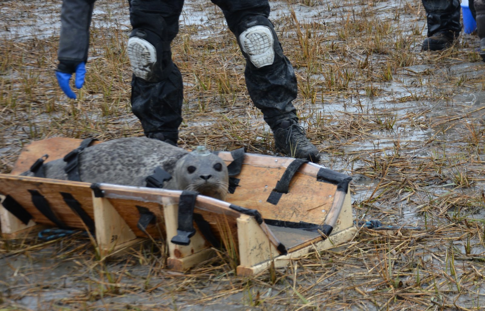 Image slide of The restraint board was specifically designed  for this project, which helps to reduce stress on both animal and handlers. NMFS-NEFSC Permit No. 17670-04. Photo credit - Deanna Rees, NAVFAC Atlantic