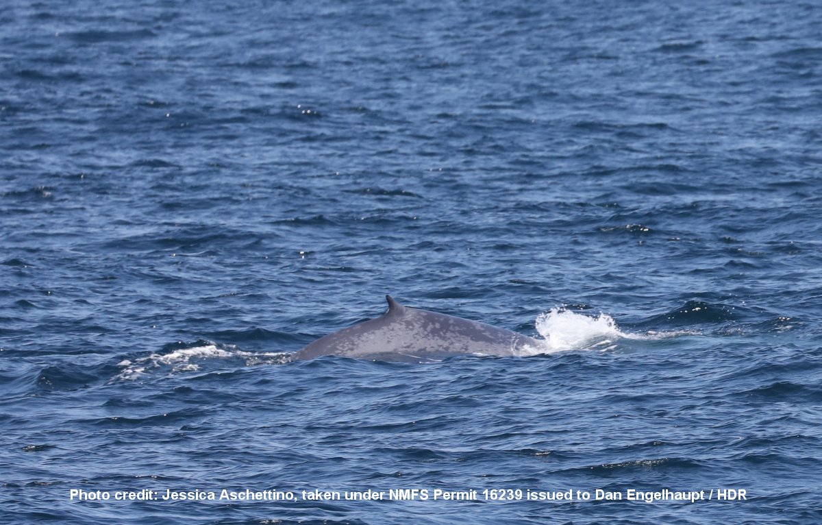 Image slide of Endangered juvenile blue whale observed by the vessel survey team on April 11.