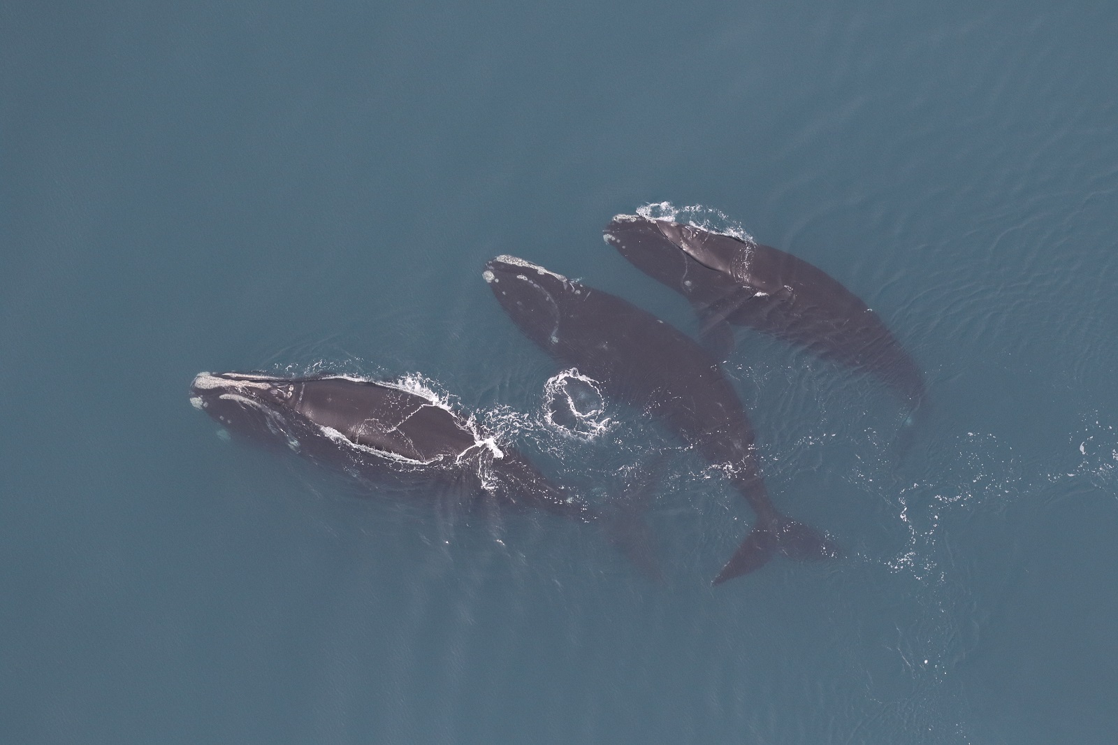 Three of the six North Atlantic right whales sighted on the 10 March 2025 aerial survey