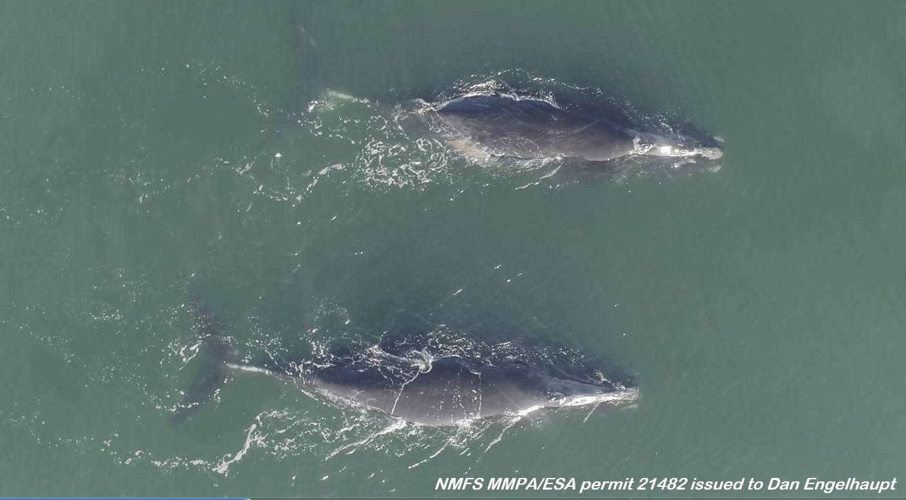 Image slide of 'Smoke' and 'Caterpillar' sighted less than a mile off the coast of southern Virginia presumably making their way to the calving area off the Southeastern U.S.