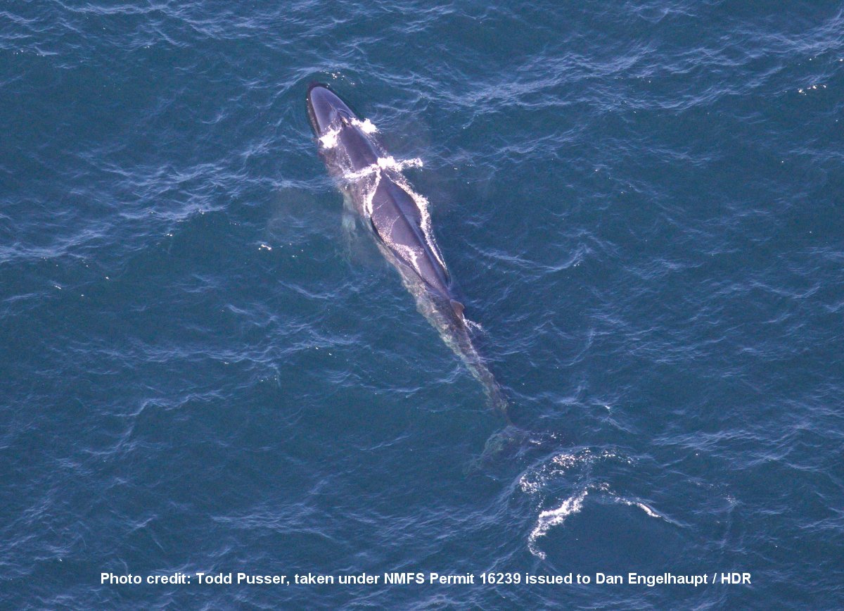 Image slide of Endangered sei whale observed by the aerial survey team on April 11.