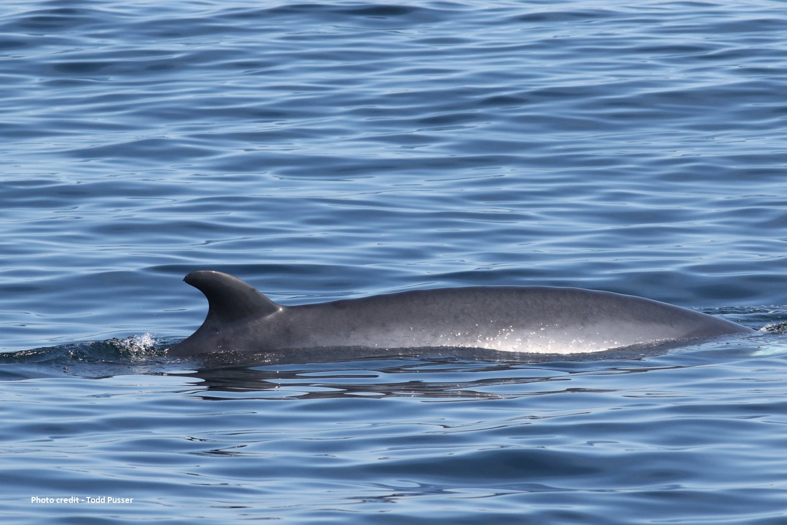 Image slide of Minke whale