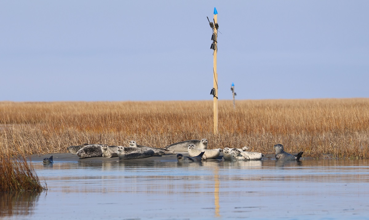 Seals_at_Haul_out_1B6A0871_1200