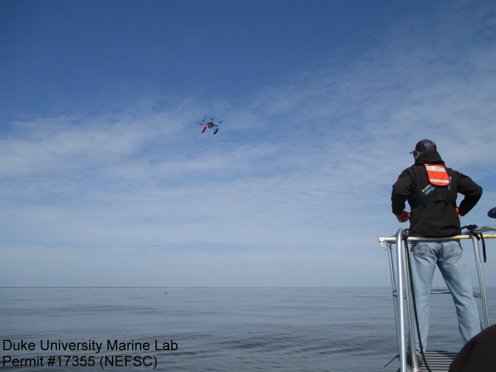 Image slide of UAS deployed to collect photos and video of Harmonia and her calf