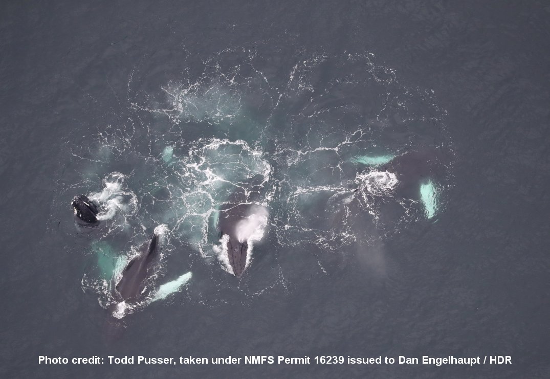 Image slide of Humpback whales bubble net feeding.