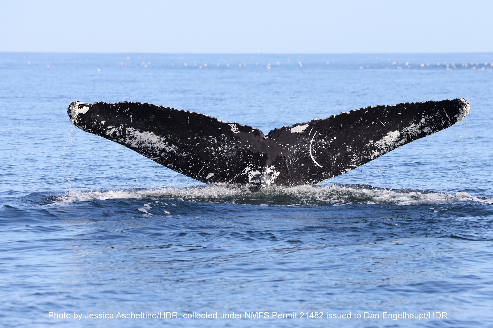 Humpback whale known as 