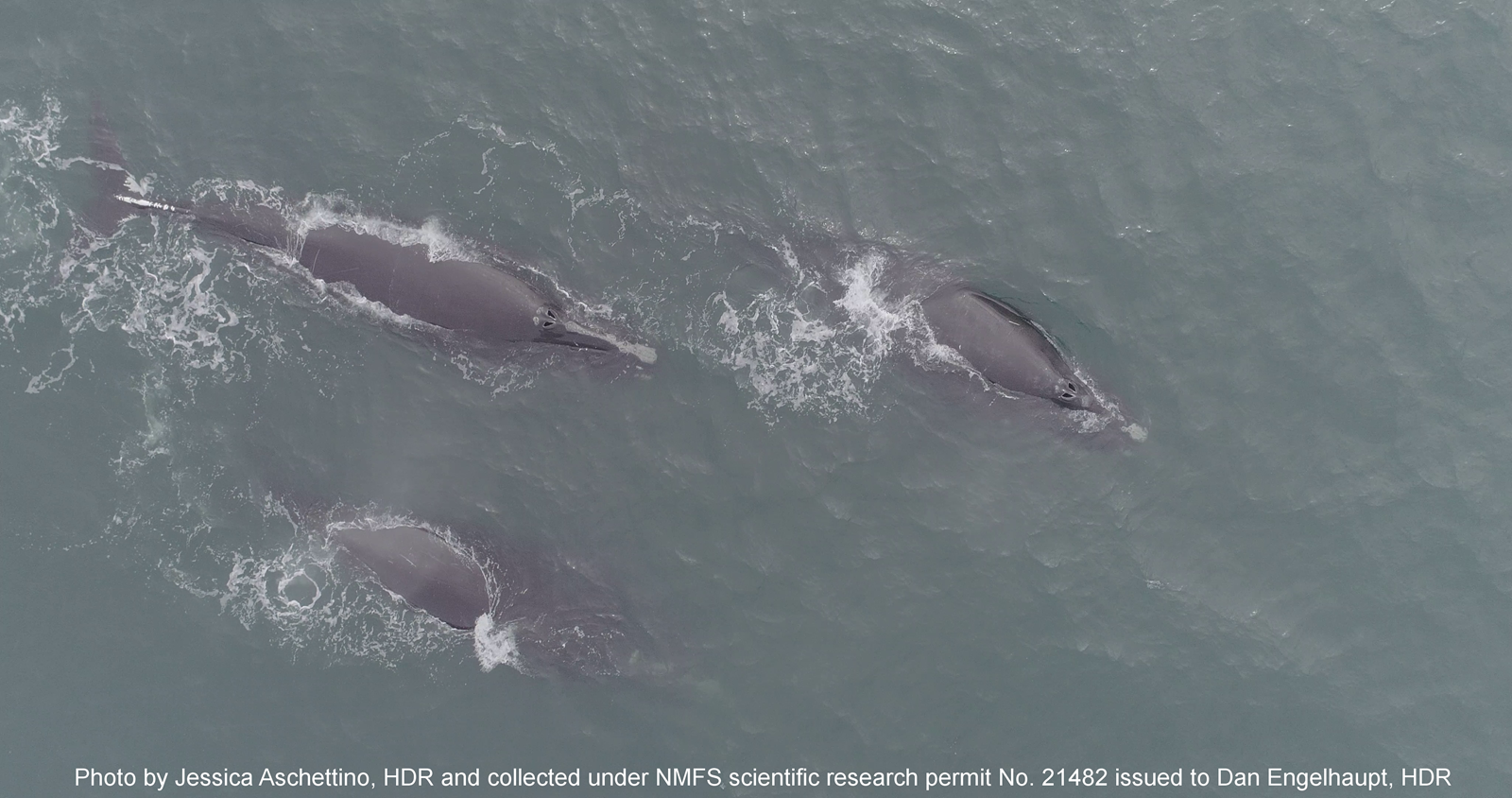 Image slide of Drone image of North Atlantic right whales on 29Jan2023 off the coast of Virginia Beach, VA