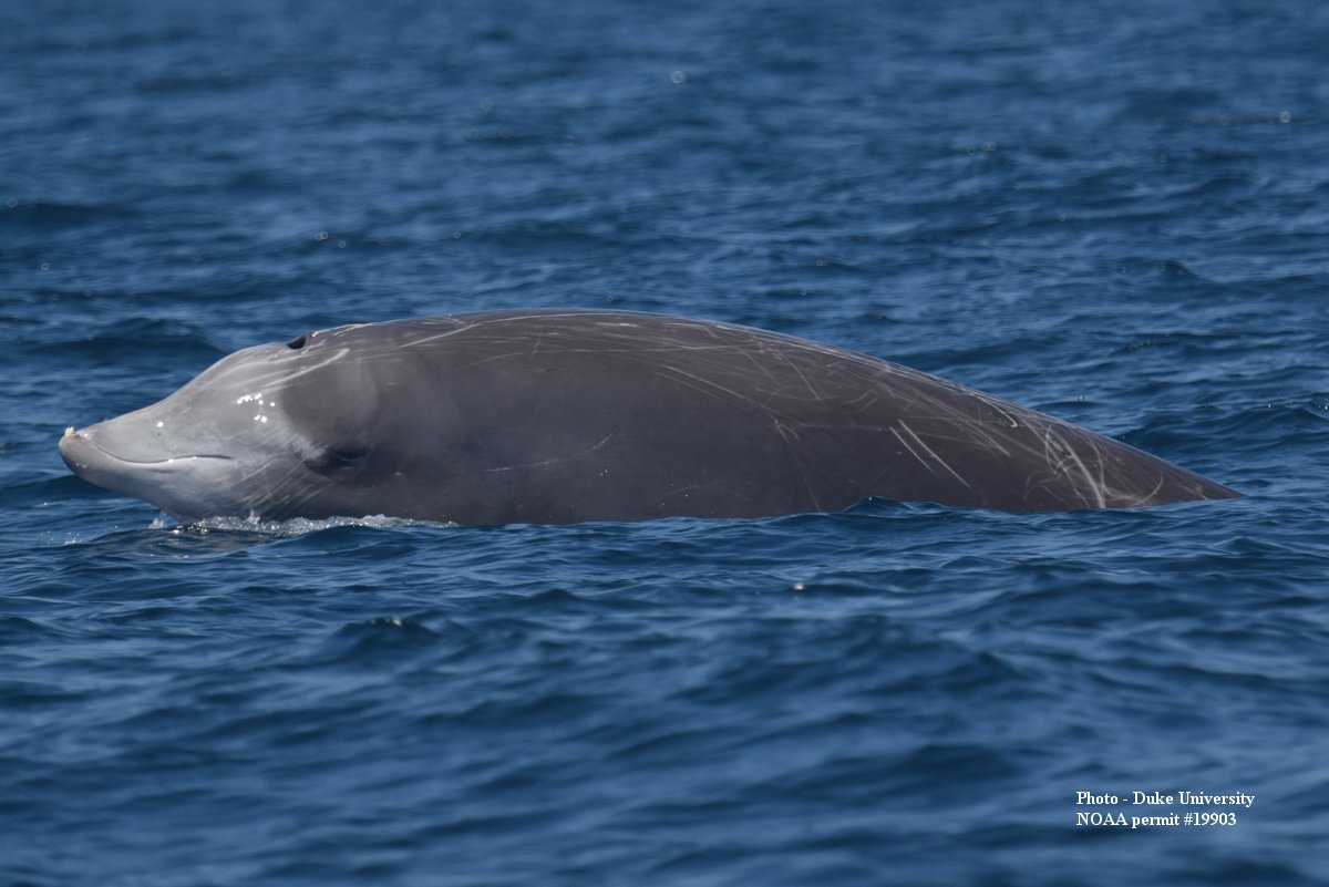 Image slide of Cuvier's beaked whale (Ziphius cavirostris)