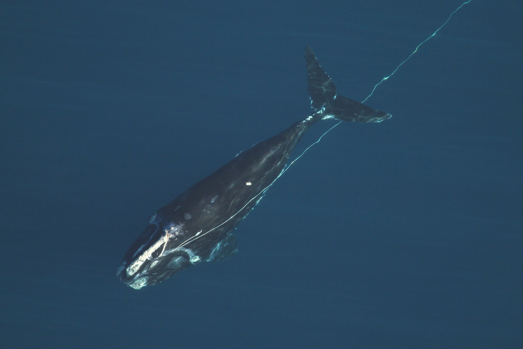 Image slide of Right whale #4057 was dragging over 100 yards of heavy 9/16" diameter fishing rope. A boat team from Duke University conducting research nearby was able to attach a suction cup mounted tag (small white rectangle on whale's back) to temporarily track the whale's movements.. Photo by Florida Fish and Wildlife Conservation Commission, taken under NOAA permit #15488. 