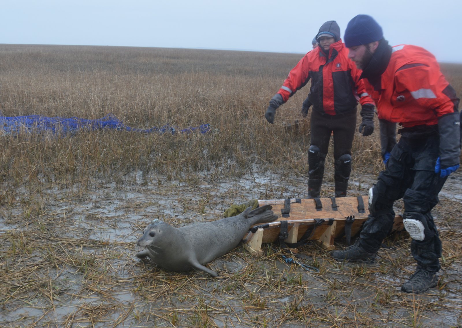 Image slide of Seal is released and heads straight for the water.  Everyone is relieved the hard work is done! NMFS-NEFSC Permit No. 17670-04. Photo credit - Deanna Rees, NAVFAC Atlantic