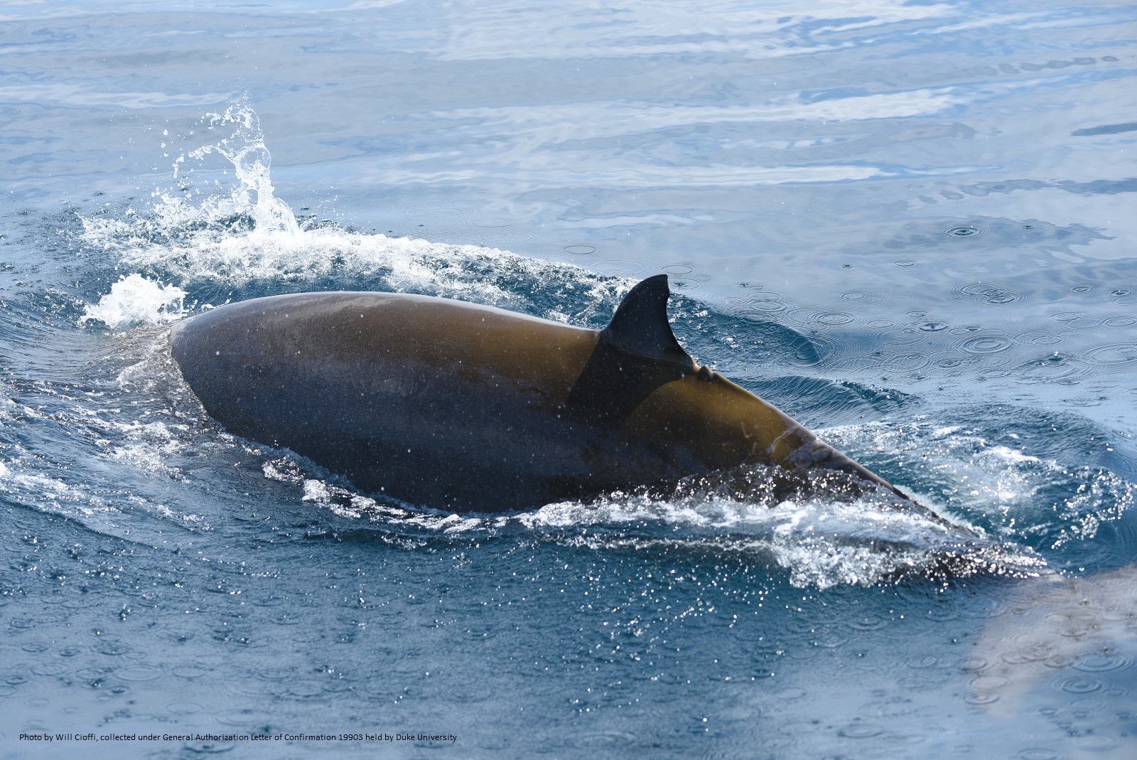 Image slide of  Adult female Cuvier’s beaked whale (Ziphius cavirostris) photographed off Nags Head, NC on 09 August 2020