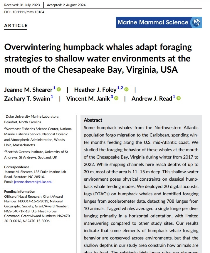 Overwintering humpback whales adapt foraging strategies to shallow water environments at the mouth of the Chesapeake Bay, Virginia, USA thumbnail image